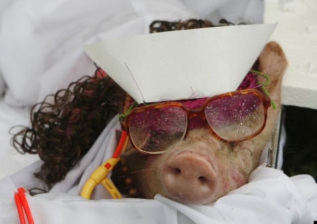 Disguised pigs (7 pics)
